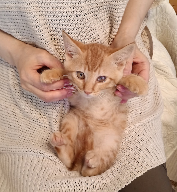 ４月生まれの５兄妹♡おっとり系の『かい』