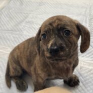 チワックス子犬