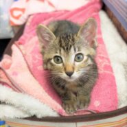 in春日井市☆続・何と子猫が５０匹～の超子猫大祭！☆2023年7月8日（土）～ 非営利団体「ちーむ にゃいんず」