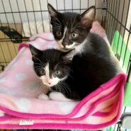 in瀬戸市☆続・何と子猫が５０匹～の超子猫大祭！☆2023年7月9日（日）～ 非営利団体「ちーむ にゃいんず」