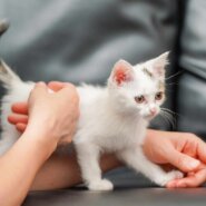 in瀬戸市☆続続・何と子猫が５０匹～の超子猫大祭！☆2023年7月23日（日）～ 非営利団体「ちーむ にゃいんず」