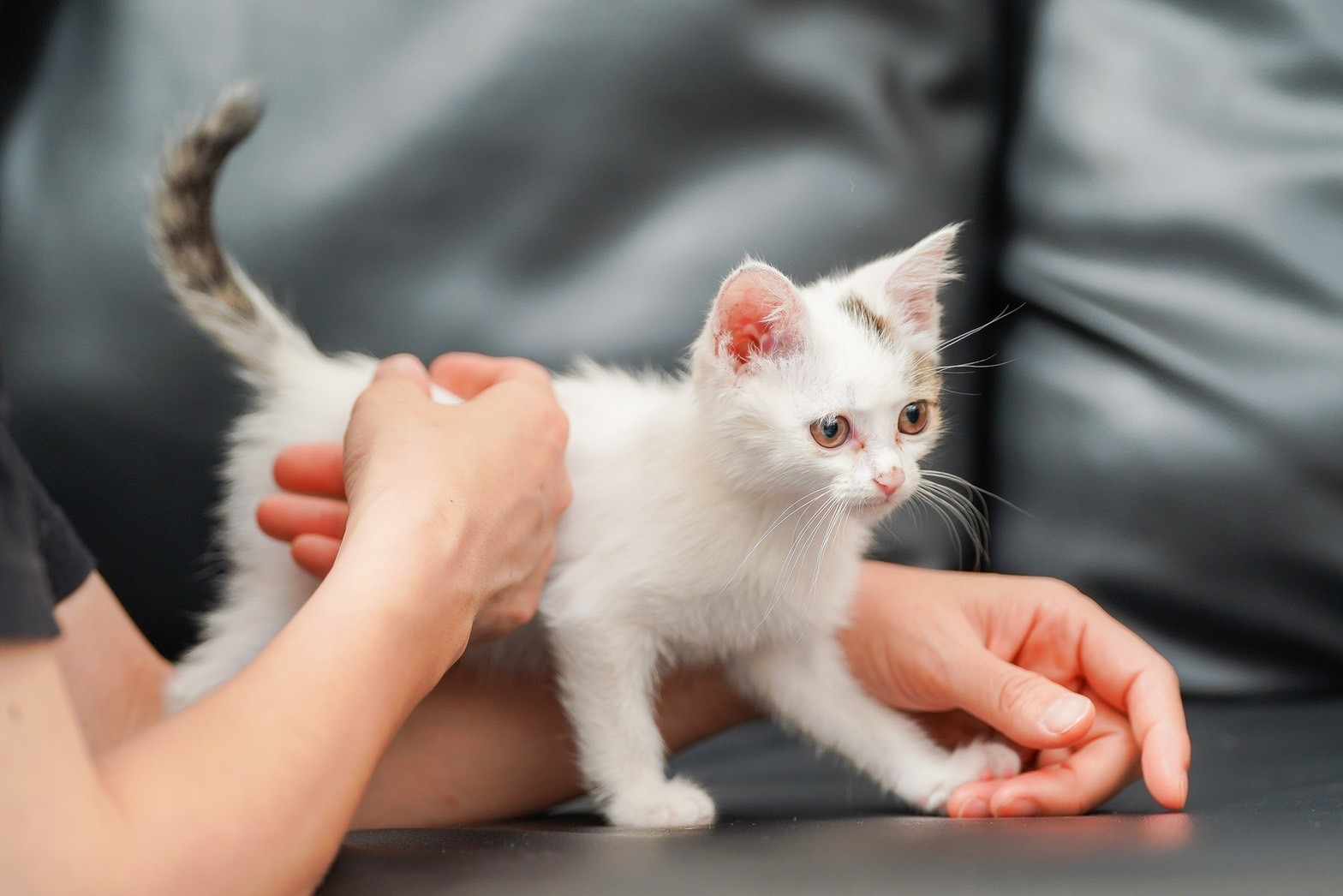 in瀬戸市☆続続・何と子猫が５０匹～の超子猫大祭！☆2023年7月23日（日）～ 非営利団体「ちーむ にゃいんず」