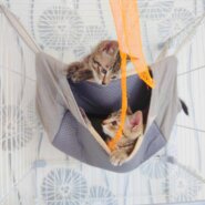 in春日井市☆続・何と子猫が40匹～の超子猫大祭！☆2023年7月29日（土）～ 非営利団体「ちーむ にゃいんず」