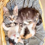 in春日井市☆続・何と子猫が５０匹～の超子猫大祭！☆2023年7月15日（土）～ 非営利団体「ちーむ にゃいんず」