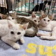 in瀬戸市☆続続続・何と子猫が５０匹～の超子猫大祭！☆2023年8月6日（日）～ 非営利団体「ちーむ にゃいんず」