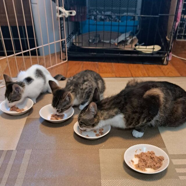 月１（土日）保護猫の世話