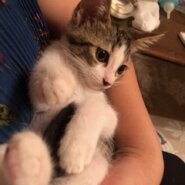 小さなキジ白ハンサムボーイの小次郎！