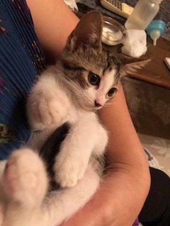 小さなキジ白ハンサムボーイの小次郎！