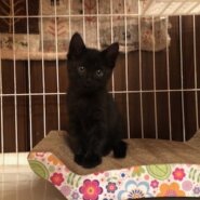ふわふわで可愛い黒猫仔猫のトニー！
