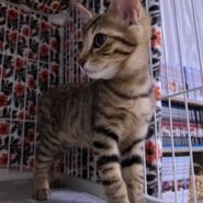 ベリーキュートなキジトラ仔猫のすず！