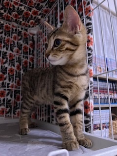ベリーキュートなキジトラ仔猫のすず！