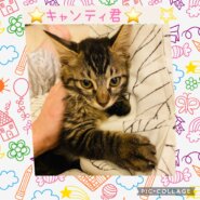 ふわもこ愛らしいキャンティ君