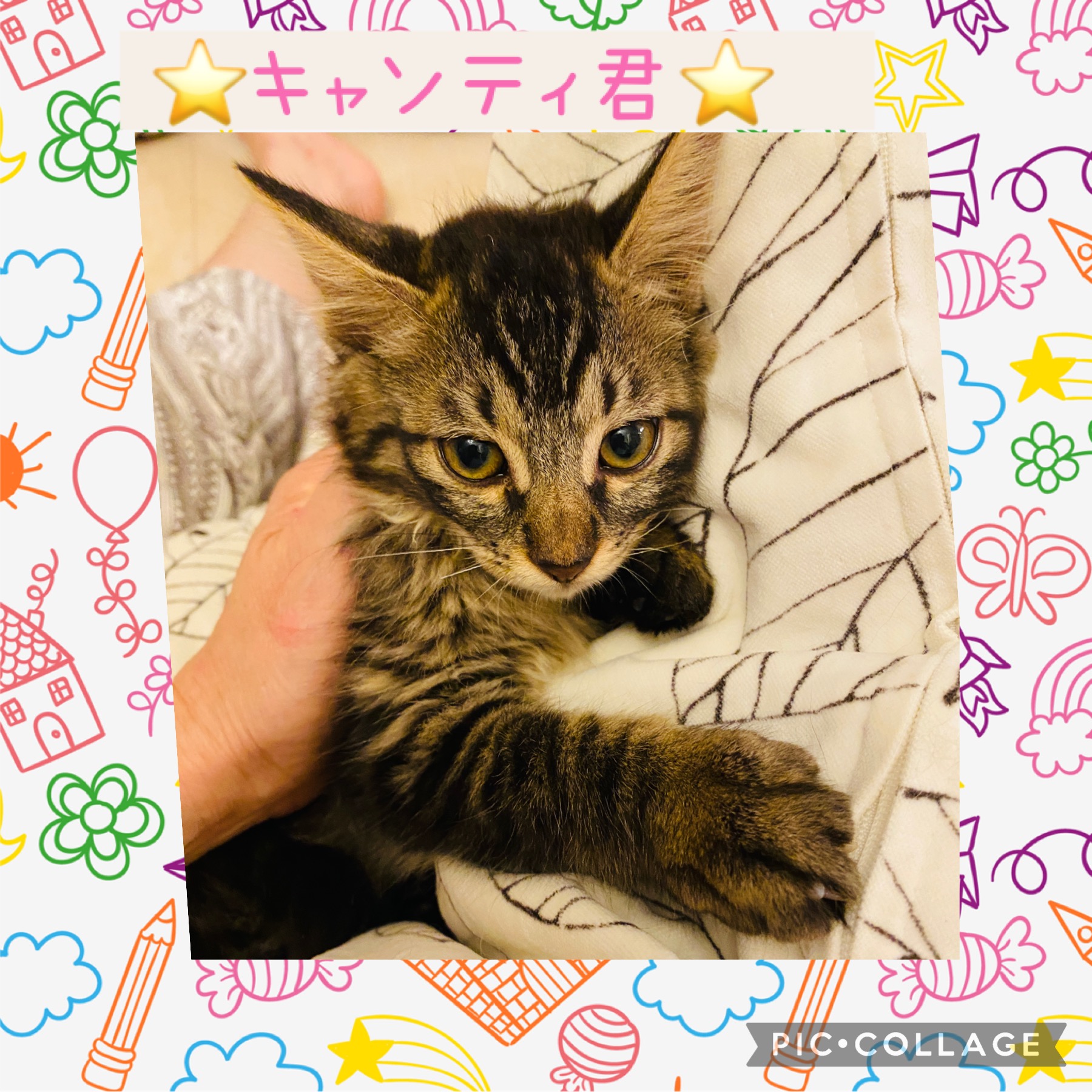 ふわもこ愛らしいキャンティ君