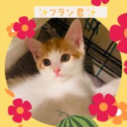 アペリティフ5兄妹⭐️人懐っこいフラン君