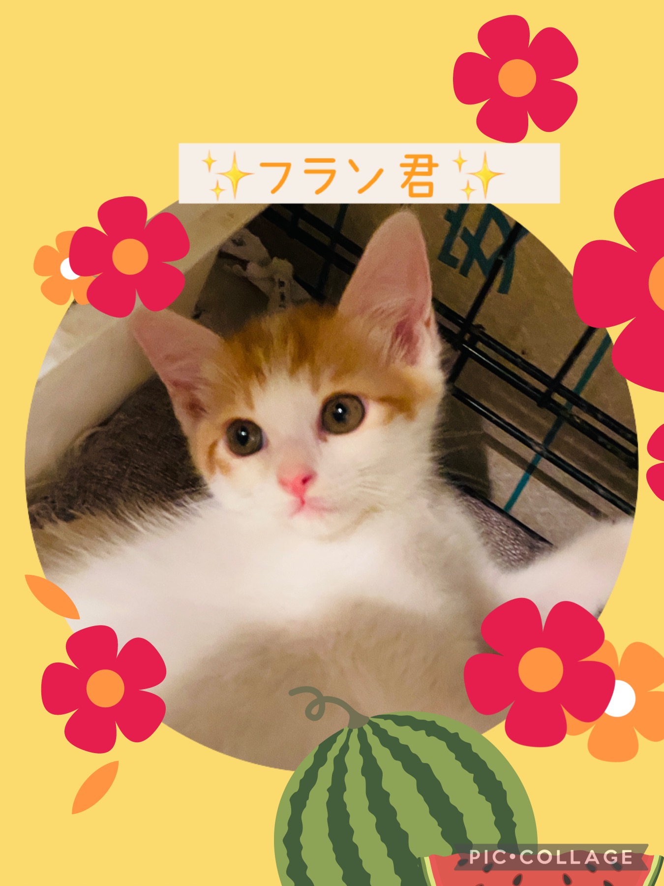 アペリティフ5兄妹⭐️人懐っこいフラン君