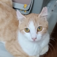 お耳のカールが可愛い『さよ』