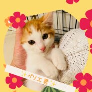 アペリティフ5兄妹★ペリエ君