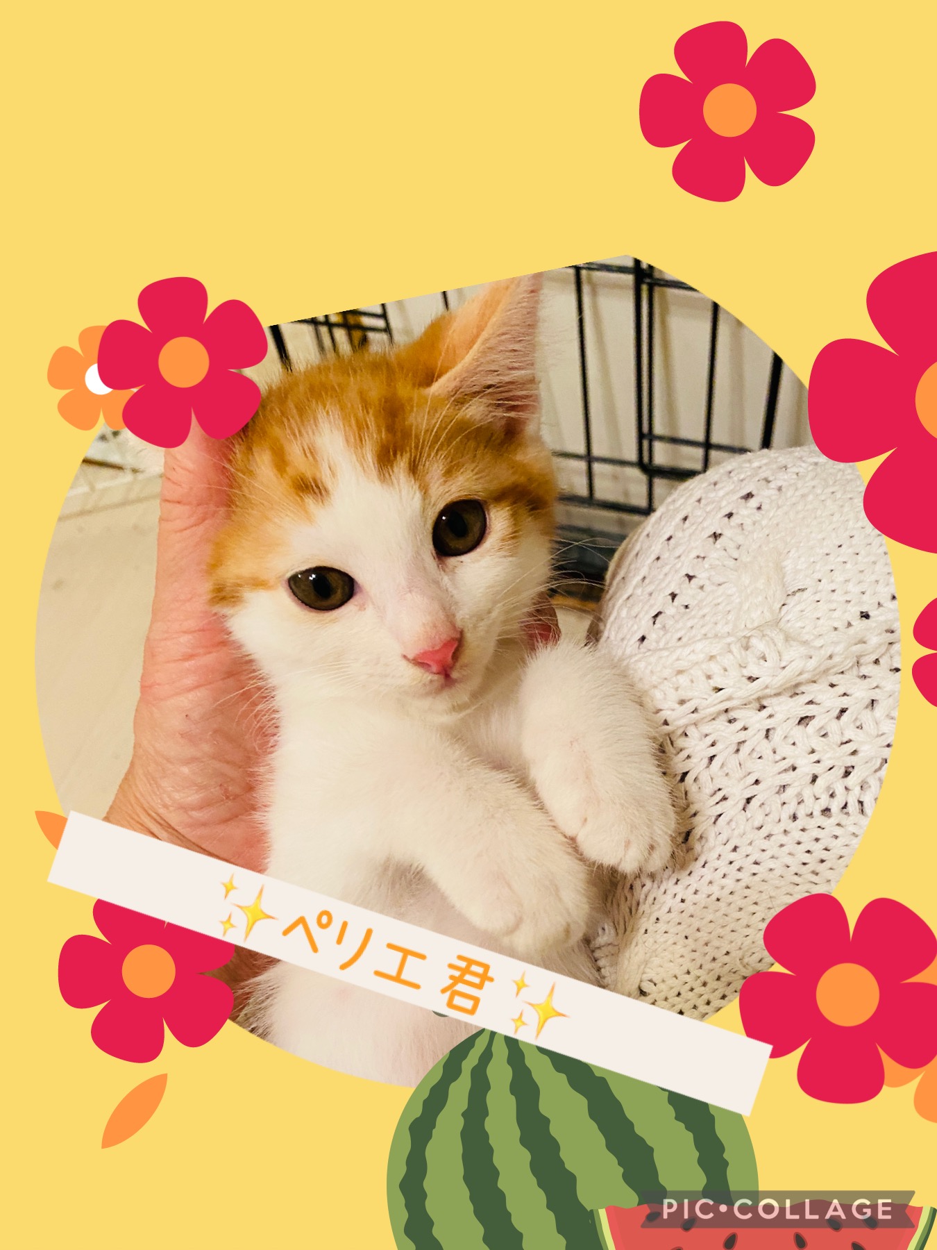 アペリティフ5兄妹★ペリエ君