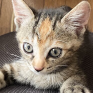 生後１ヶ月半　個性的な柄がポイントです