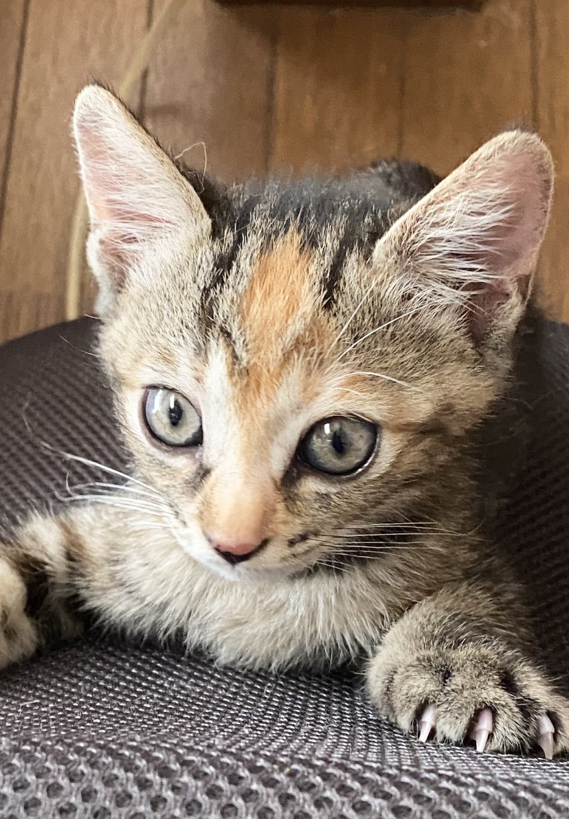 生後１ヶ月半　個性的な柄がポイントです