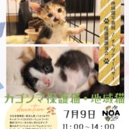 鹿児島猫譲渡会＆チャリティーイベント