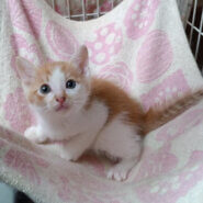 ５月７日生まれ馴れてる６兄妹『こてつ』