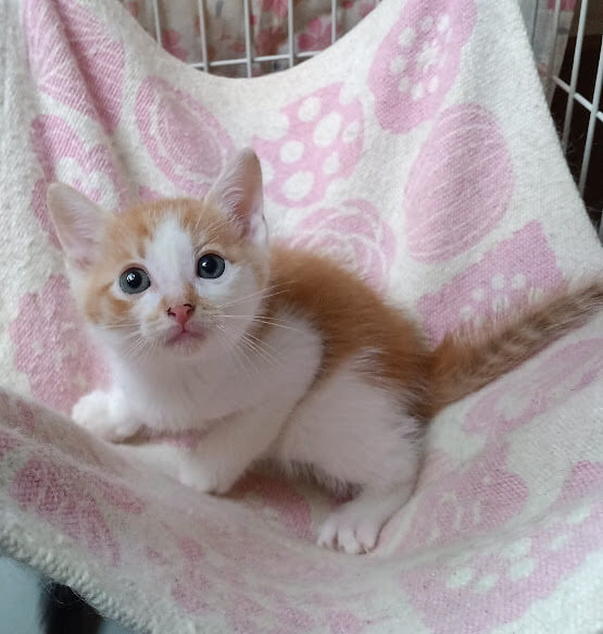 ５月７日生まれ馴れてる６兄妹『こてつ』