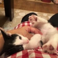 性格もルックスもイケニャン仔猫のワタル！