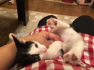 性格もルックスもイケニャン仔猫のワタル！