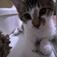 穏やかで可愛いキジ白子猫のりん！