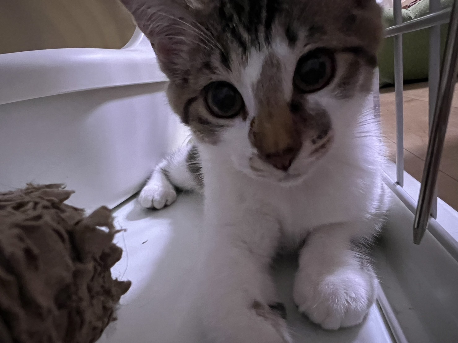 穏やかで可愛いキジ白子猫のりん！