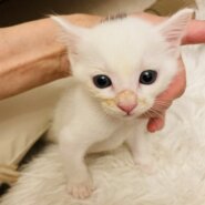 活発で元気な美少年♡プリン君