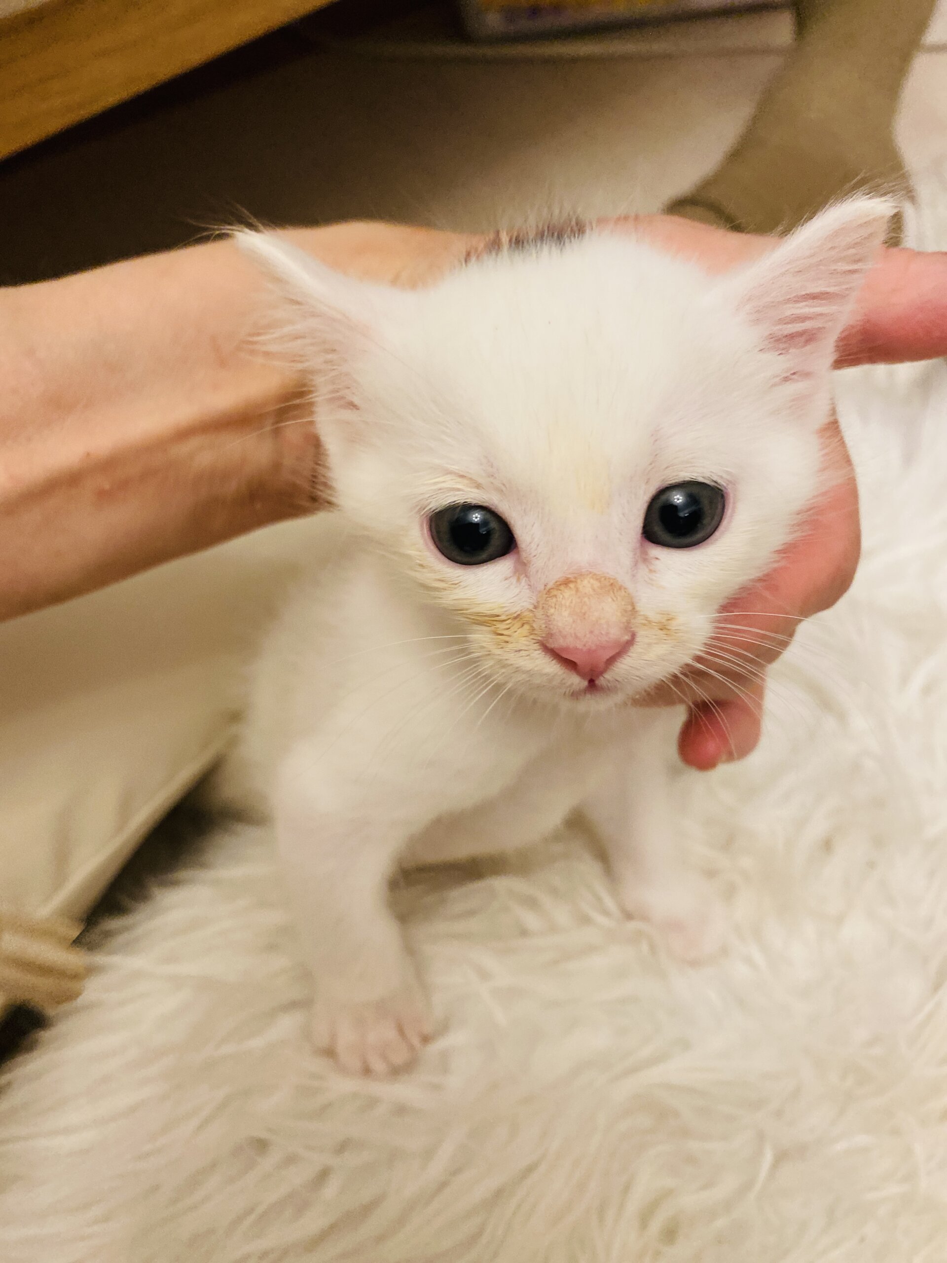 活発で元気な美少年♡プリン君