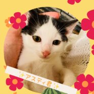 アペリティフ5兄妹★アスティ君