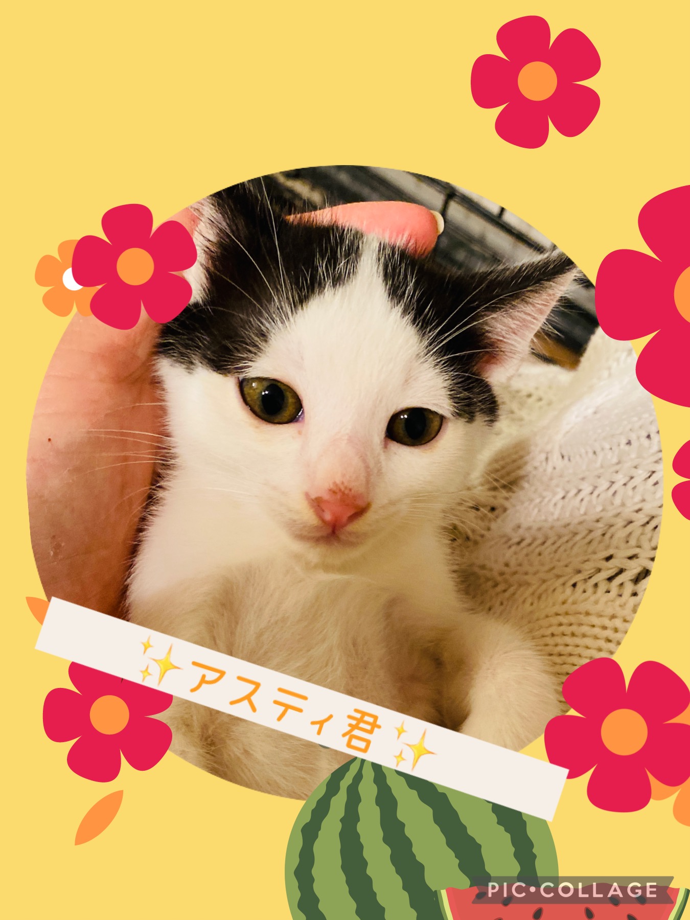 アペリティフ5兄妹★アスティ君