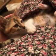 性格もお顔も可愛い仔猫の赤三毛のめい！