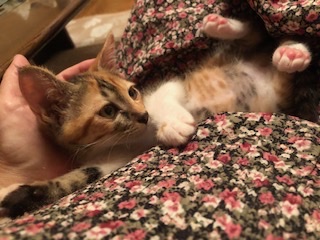 性格もお顔も可愛い仔猫の赤三毛のめい！