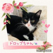 お目目くりくりかわいいドロップちゃん