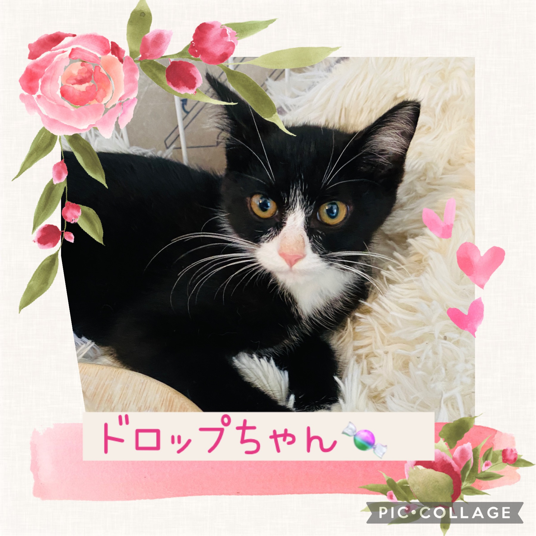 お目目くりくりかわいいドロップちゃん