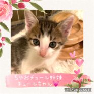 おちゃめで元気いっぱいかわいいチュールちゃん♡