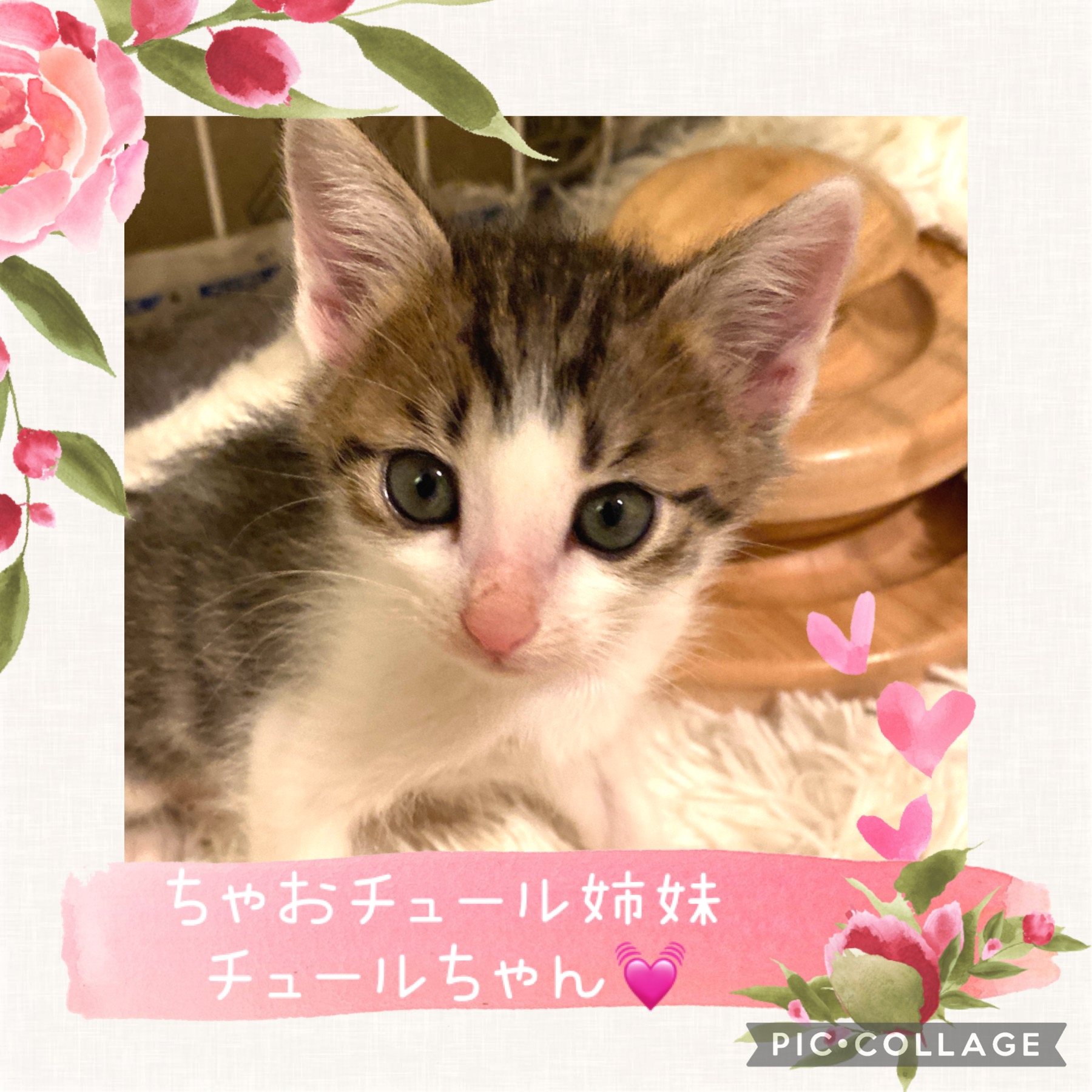 おちゃめで元気いっぱいかわいいチュールちゃん♡