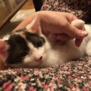 おっとり美人で可愛い白ミケ子猫のゆい！