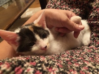 おっとり美人で可愛い白ミケ子猫のゆい！