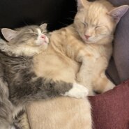 1歳4ヶ月と1歳3ヶ月の男の子です♡