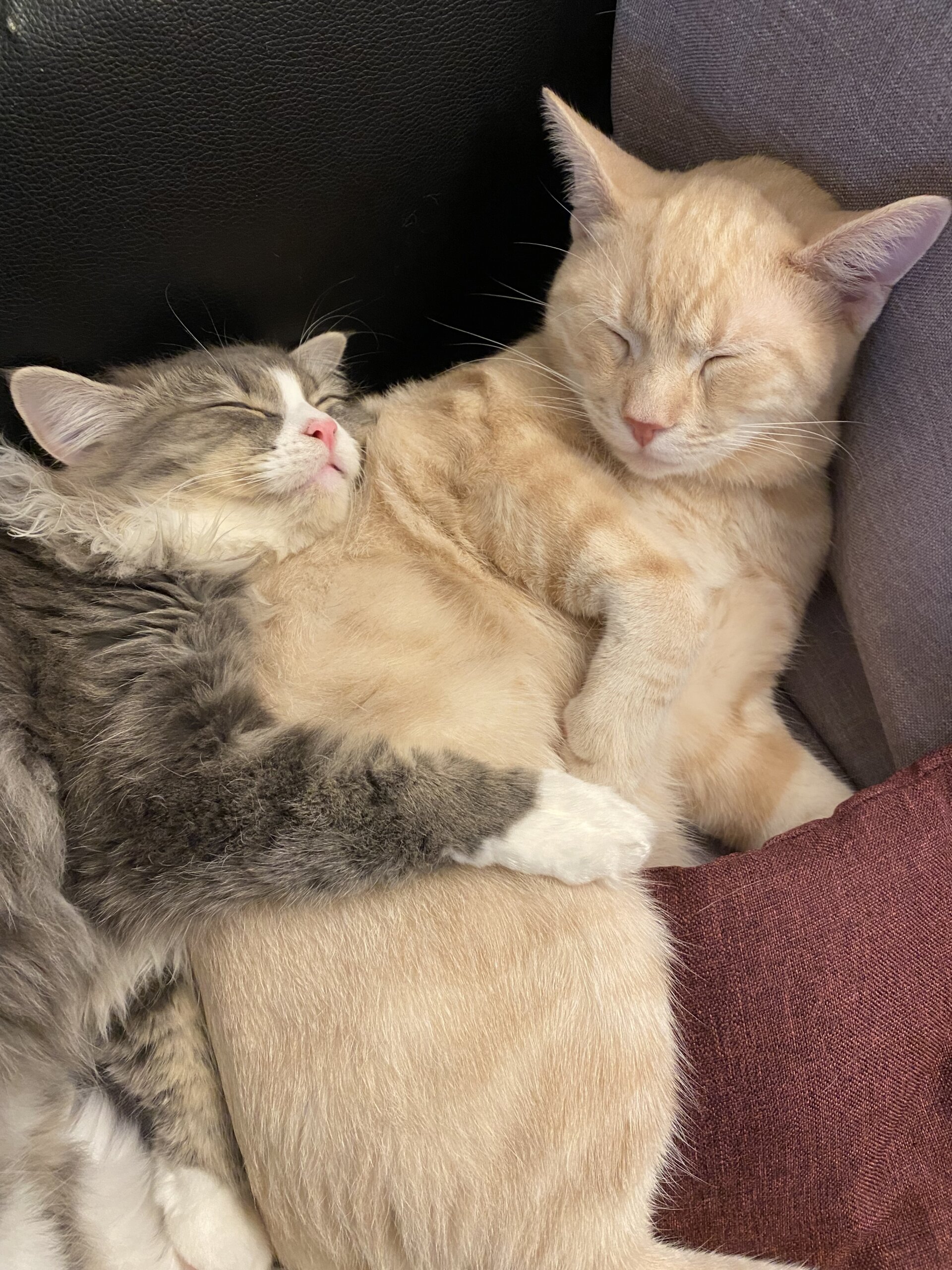 1歳4ヶ月と1歳3ヶ月の男の子です♡