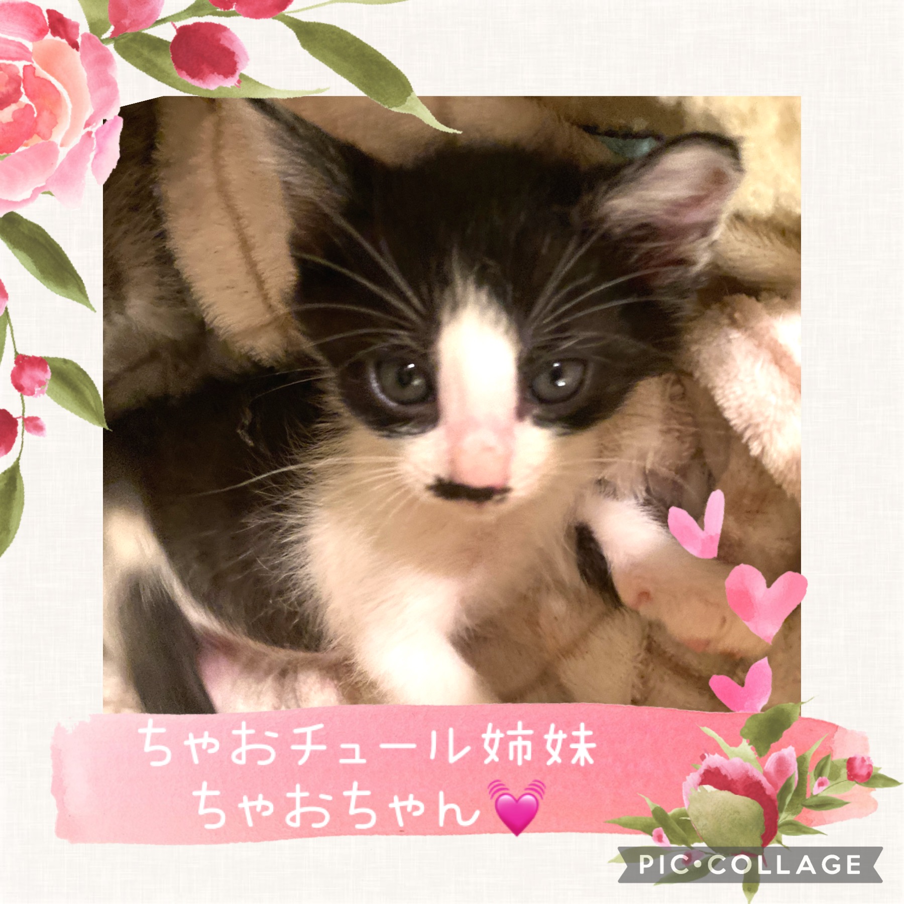 おっとりのんびり癒し系ちゃおちゃん♡