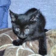 甘えん坊の女の子です。