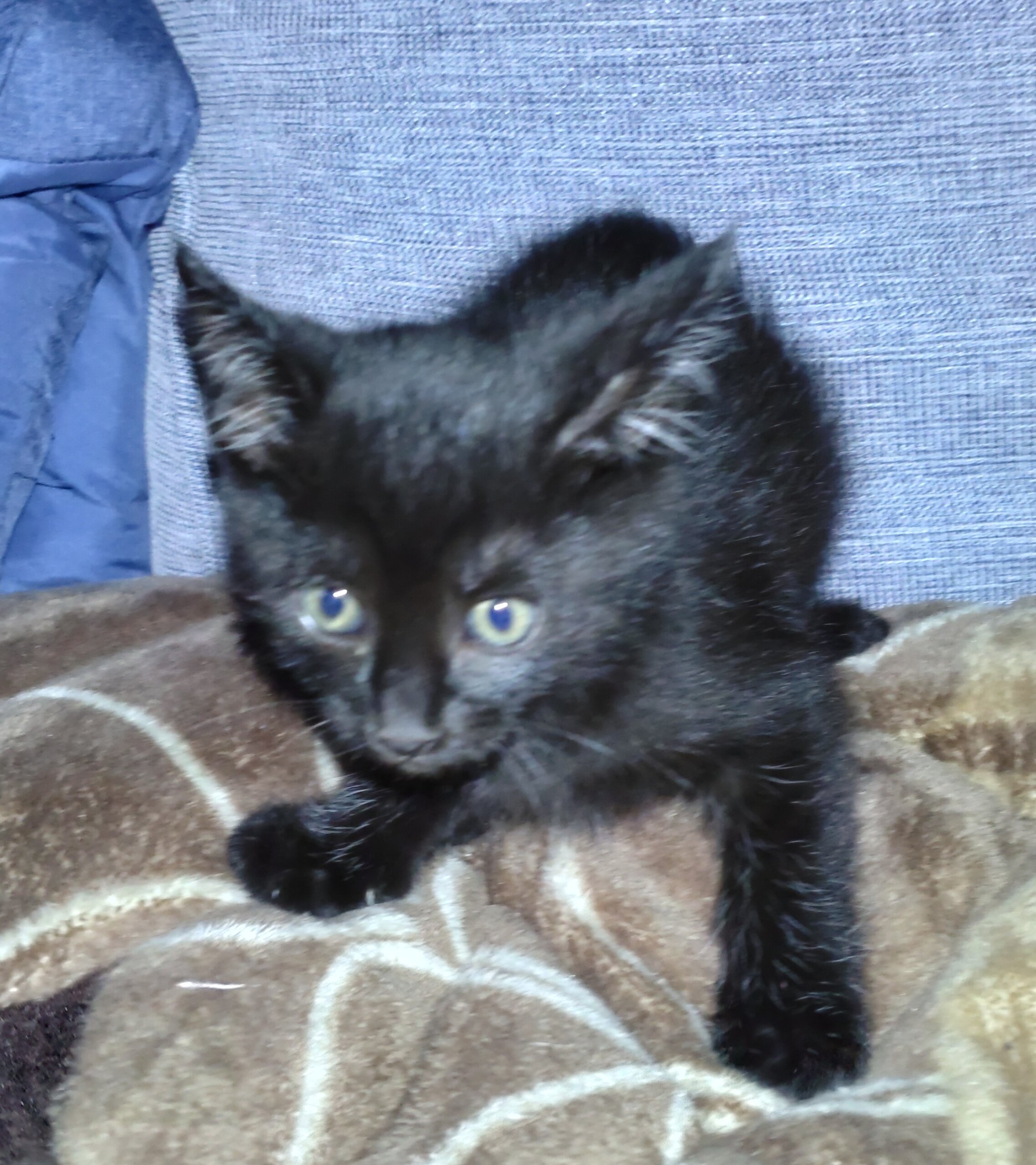 甘えん坊の女の子です。