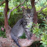 ヤンチャな女の子