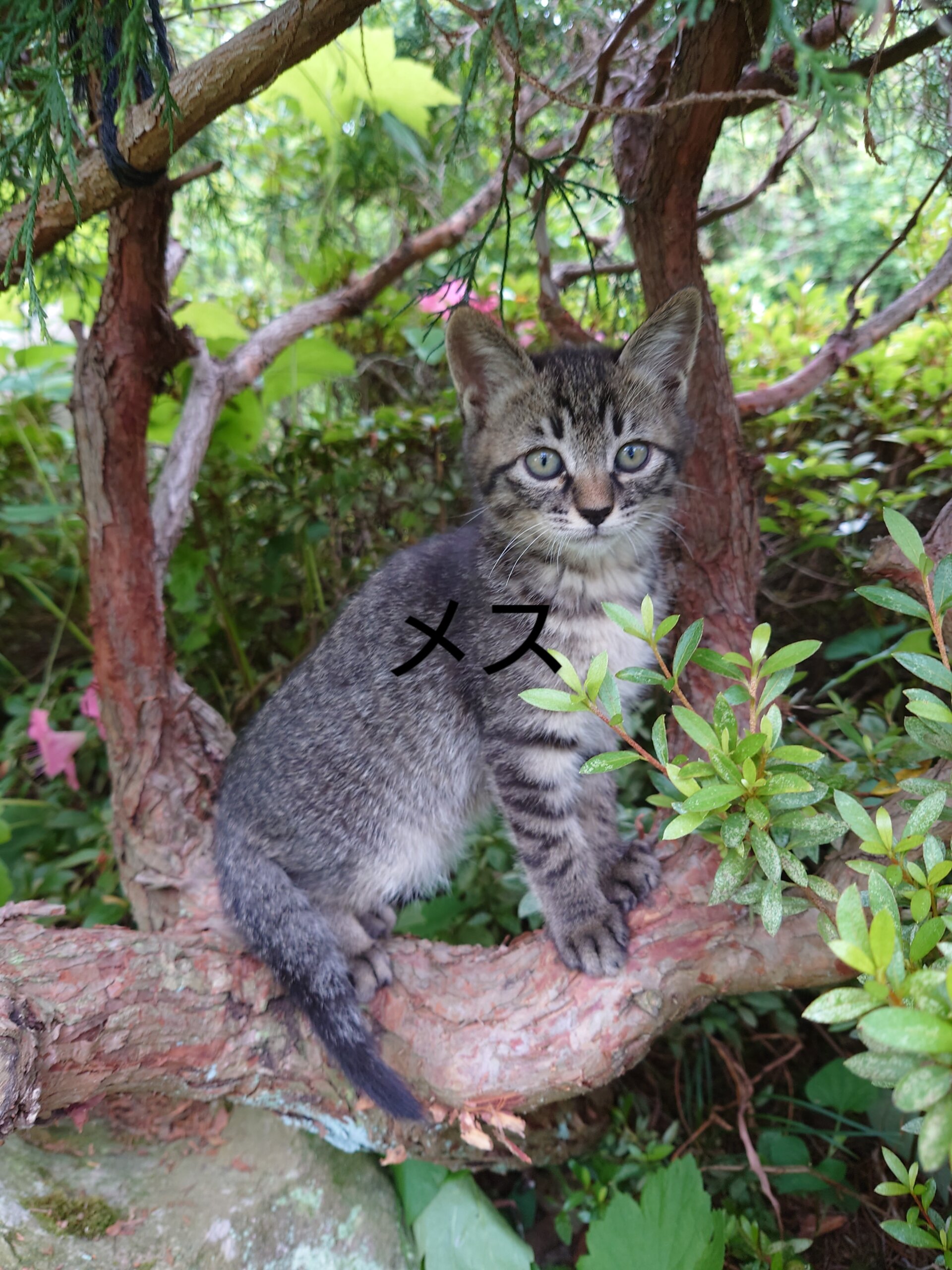 ヤンチャな女の子